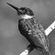 1708bronzyjacamar3973_w