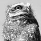 1708burrowingowl3240_w