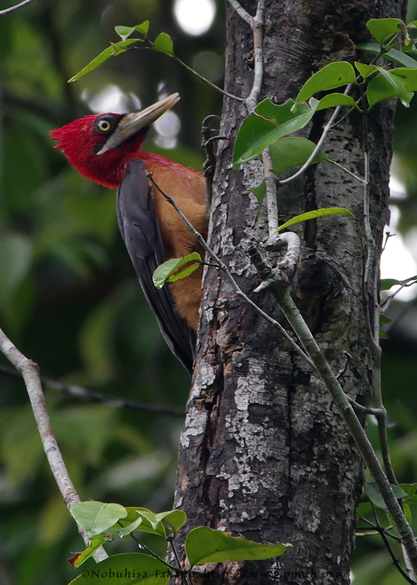 1708redneckedwoodpecker9455