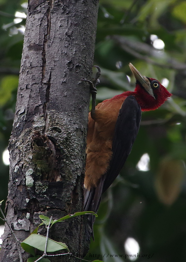 1708redneckedwoodpecker9458