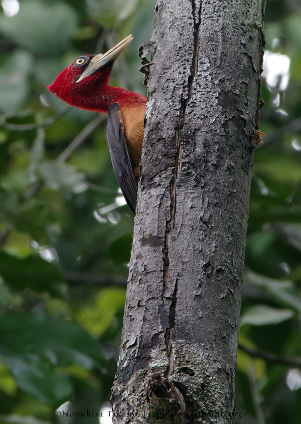 1708redneckedwoodpecker9468