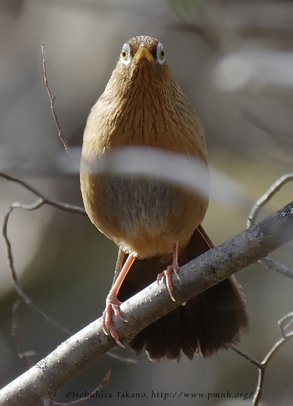 ガビチョウ - Chinese Hwamei - Leucodioptron canorum