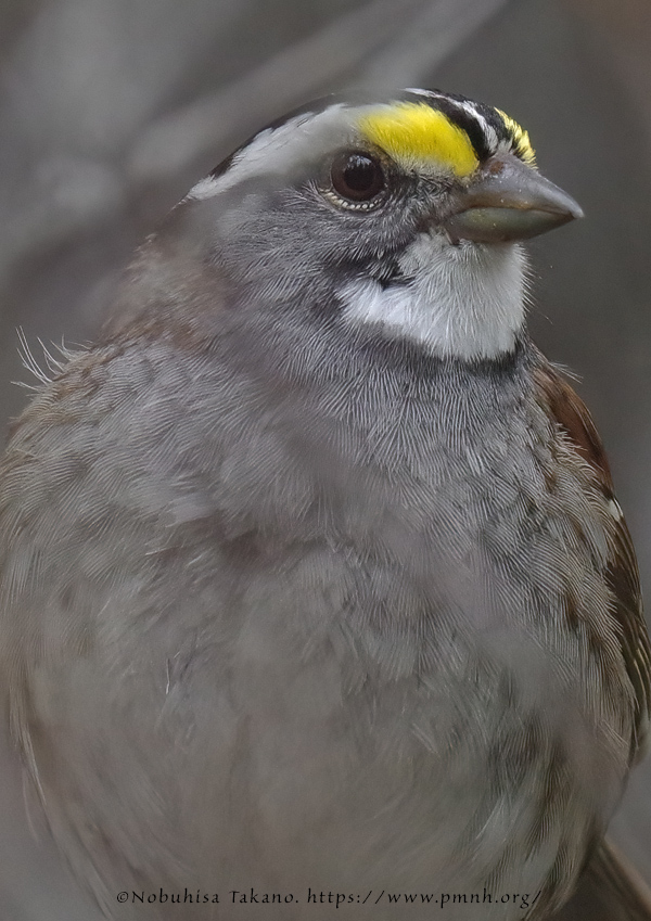 1805as_white_throated_sparrow@wonderland3468