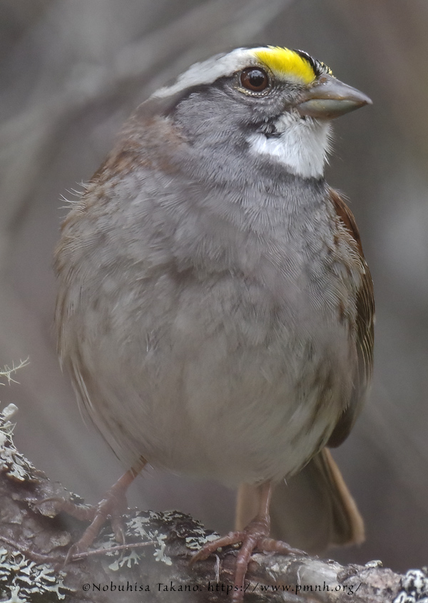 1805as_white_throated_sparrow@wonderland3492