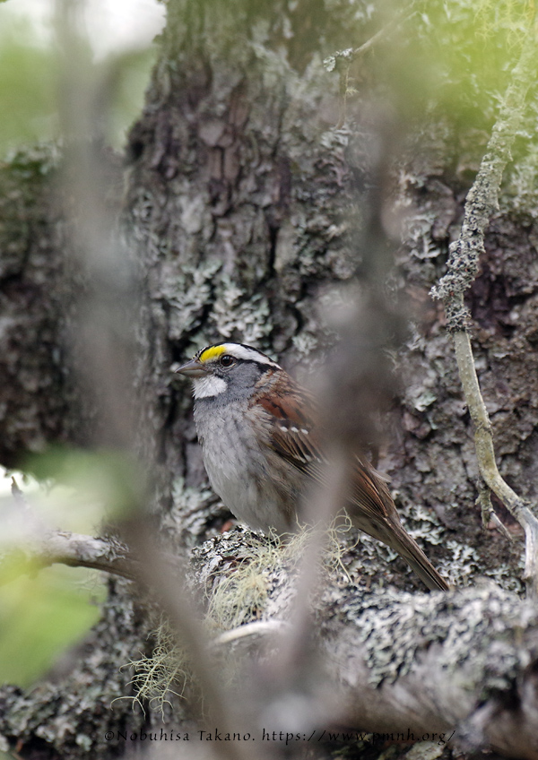 1805as_white_throated_sparrow@wonderland3537