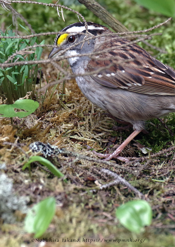 1805as_white_throated_sparrow@wonderland3556