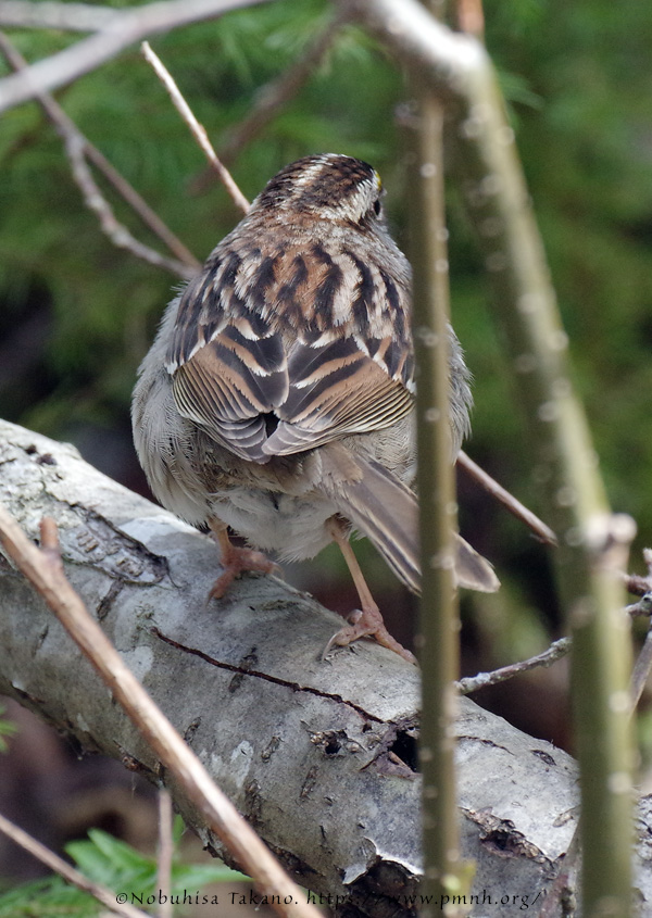 1805as_white_throated_sparrow@wonderland7497