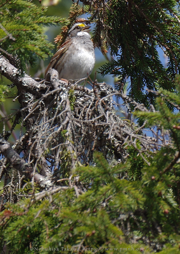 1805as_white_throated_sparrow@wonderland7536