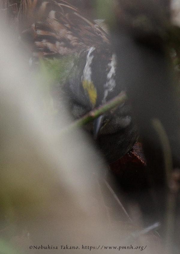 1805as_white_throated_sparrow@wonderland8503