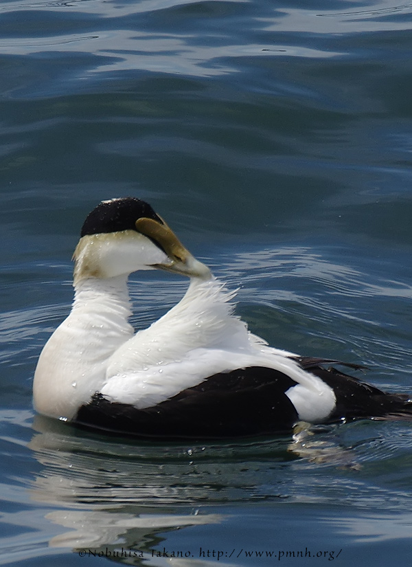 1805commoneider7922