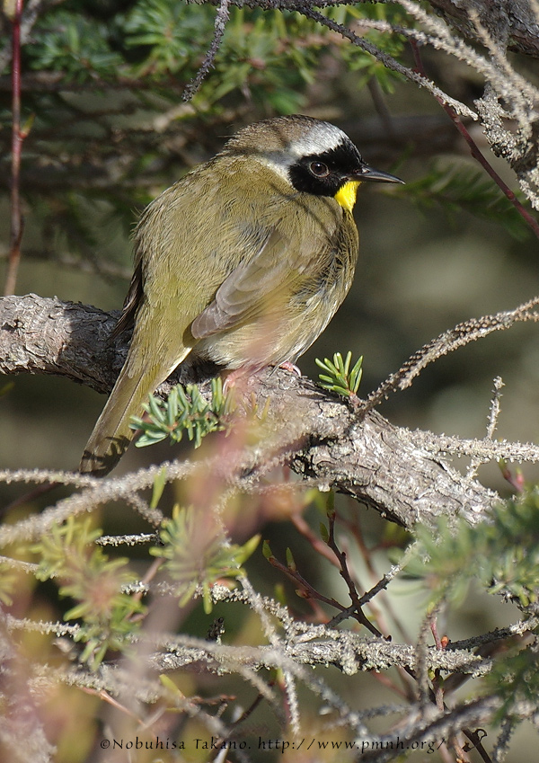 1805commonyellowthroat9156