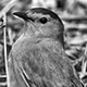 1805greycatbird1166_w