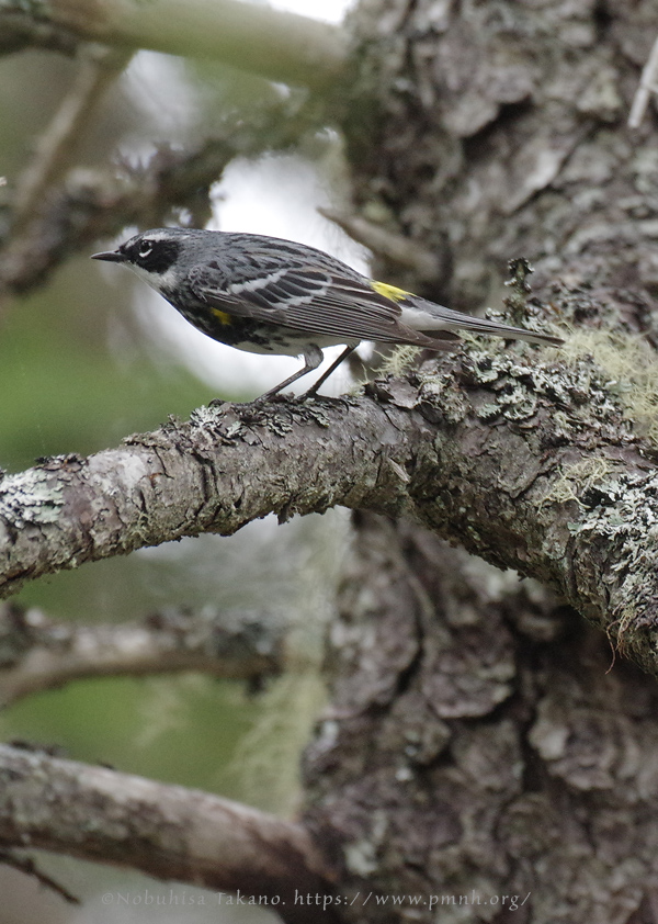 1805ww_yellow_rumped_warbler@wonderland3381