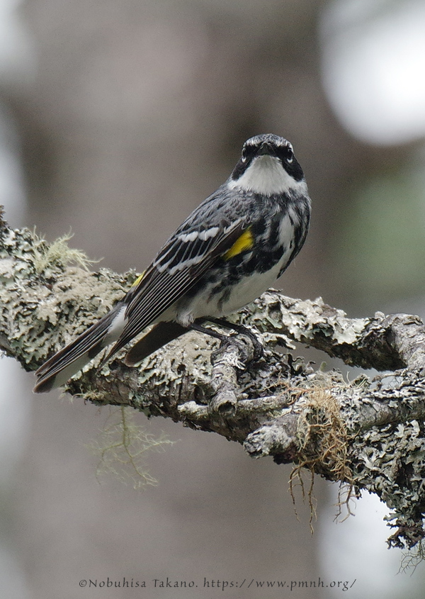 1805ww_yellow_rumped_warbler@wonderland3390