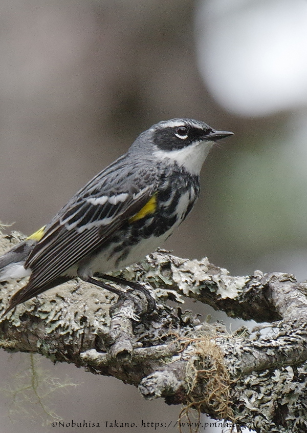 1805ww_yellow_rumped_warbler@wonderland3391