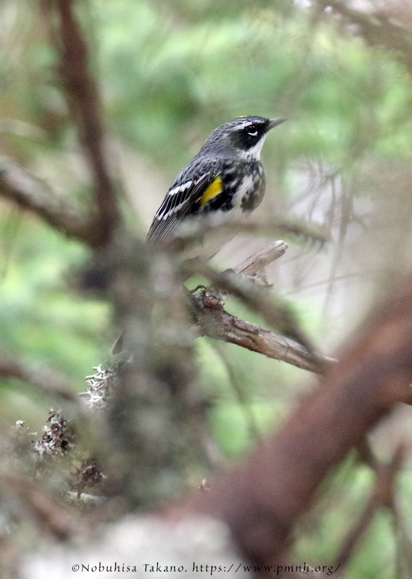 1805ww_yellow_rumped_warbler@wonderland3421