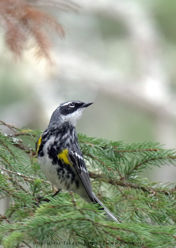 1805ww_yellow_rumped_warbler@wonderland3429