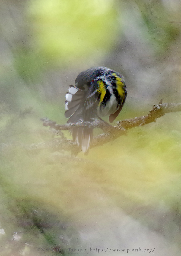 1805ww_yellow_rumped_warbler@wonderland7369