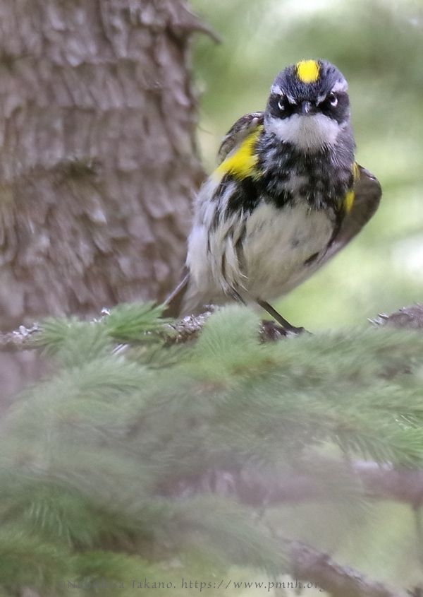 1805ww_yellow_rumped_warbler@wonderland7394