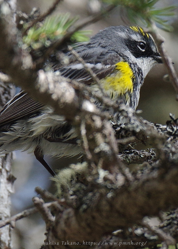 1805ww_yellow_rumped_warbler@wonderland7435