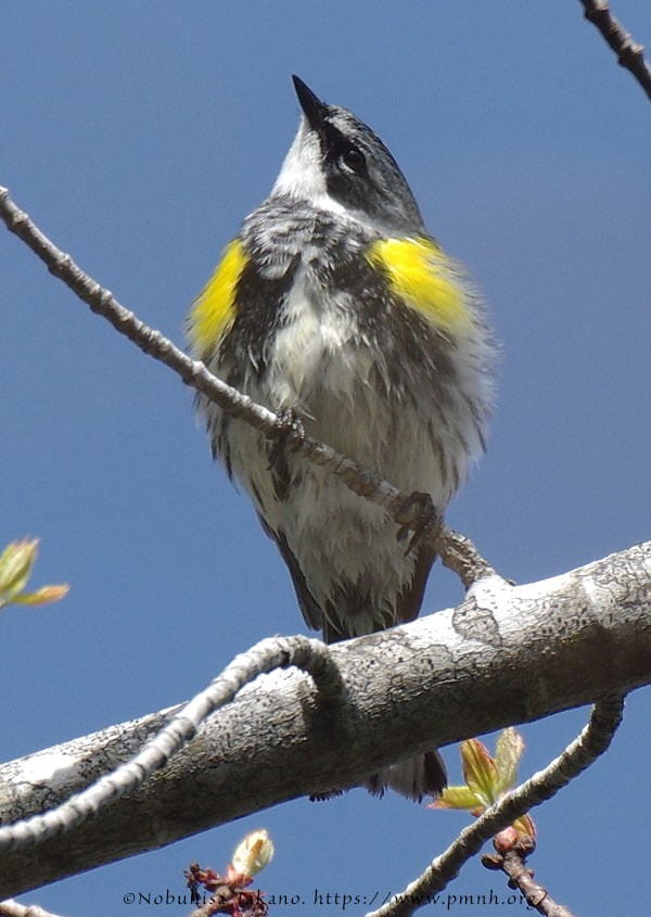 1805ww_yellow_rumped_warbler@wonderland7472