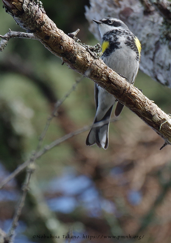 1805ww_yellow_rumped_warbler@wonderland8488