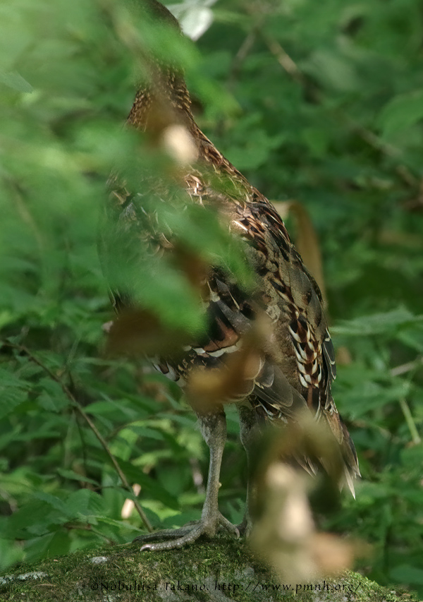 2008yamadori7656