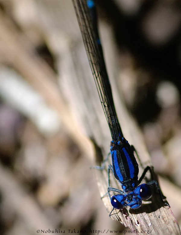 Blue-ringed Dancer