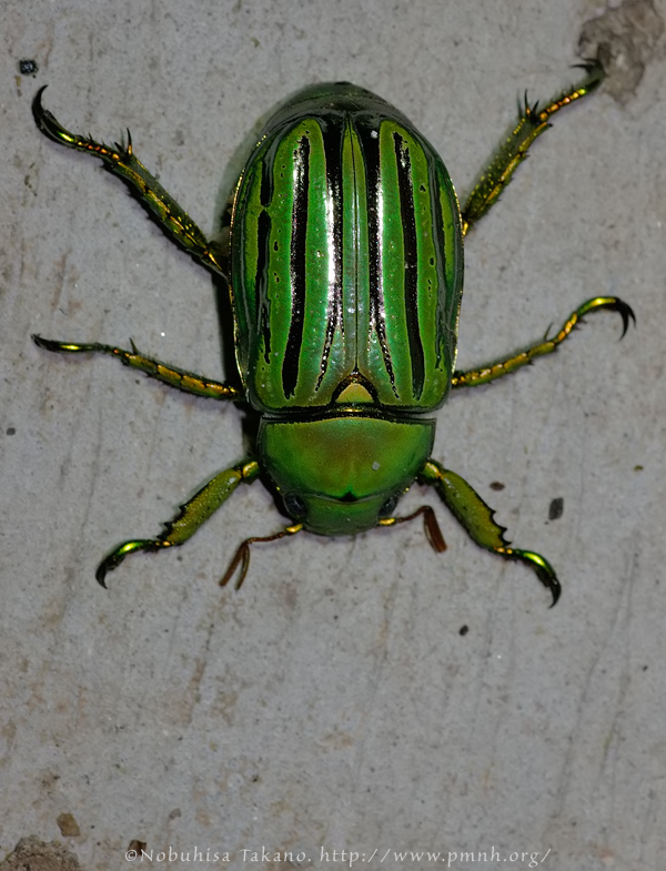 0808gloriousscarab25