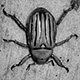 0808gloriousscarab25_w