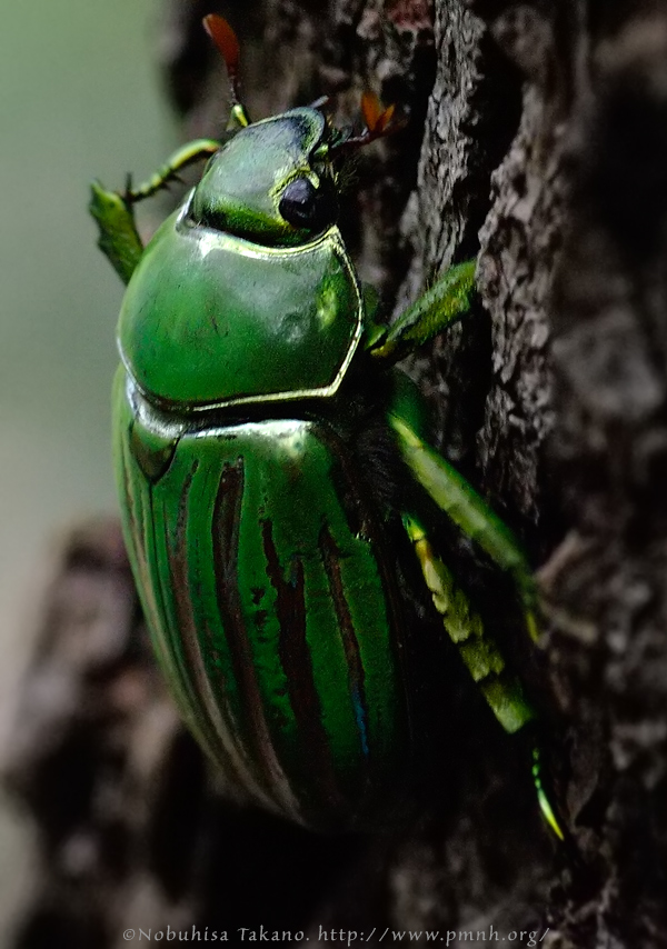 0808gloriousscarab27