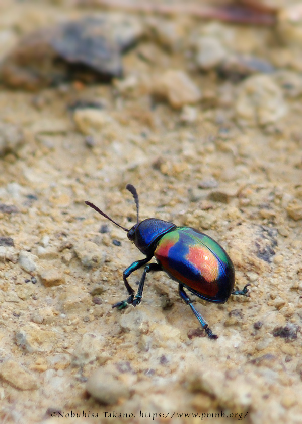 1010co_platycorynus8986