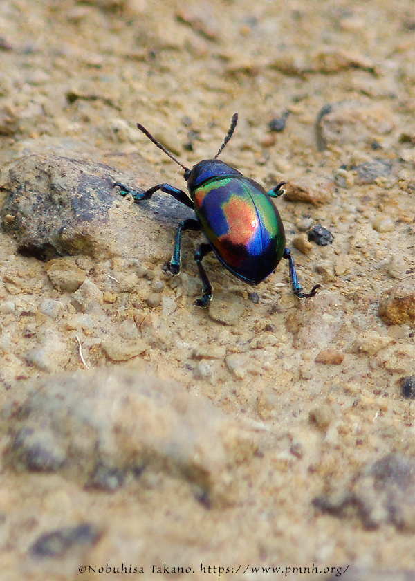 1010co_platycorynus8995