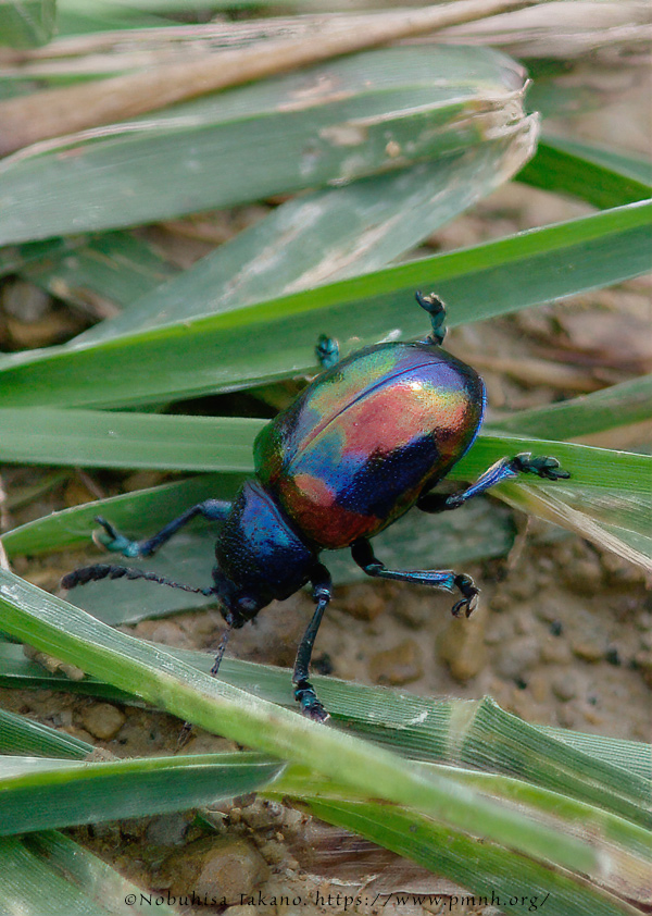 1010co_platycorynus9001