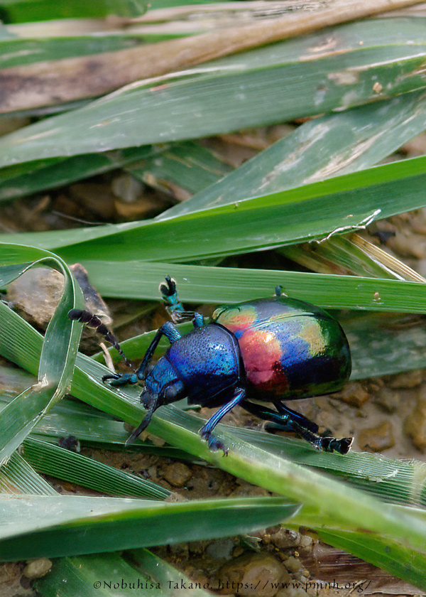 1010co_platycorynus9002