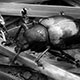 1010co_platycorynus9002_w