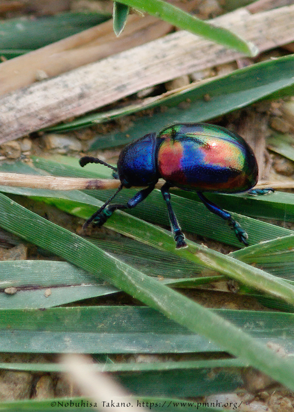 1010co_platycorynus9011