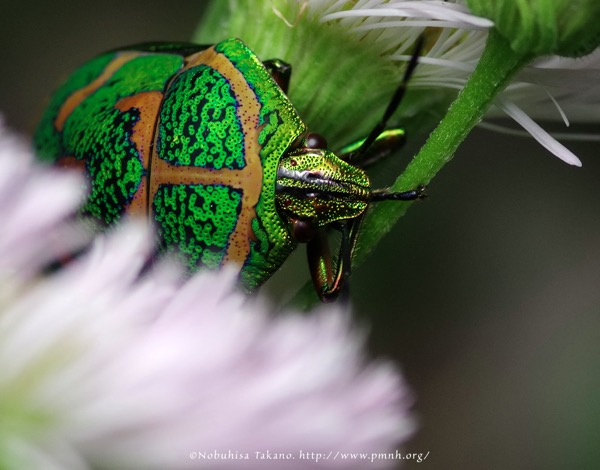 アカスジキンカメムシ - A Shield-backed Bug - <i>Poecilocoris lewisi</i>