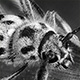 1505co_kinketorakamikiri3206_w
