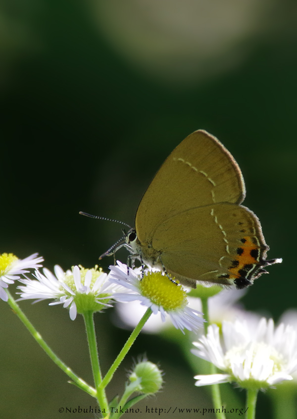 ミヤマカラスシジミ - A Hairstreak - Satyrium mera