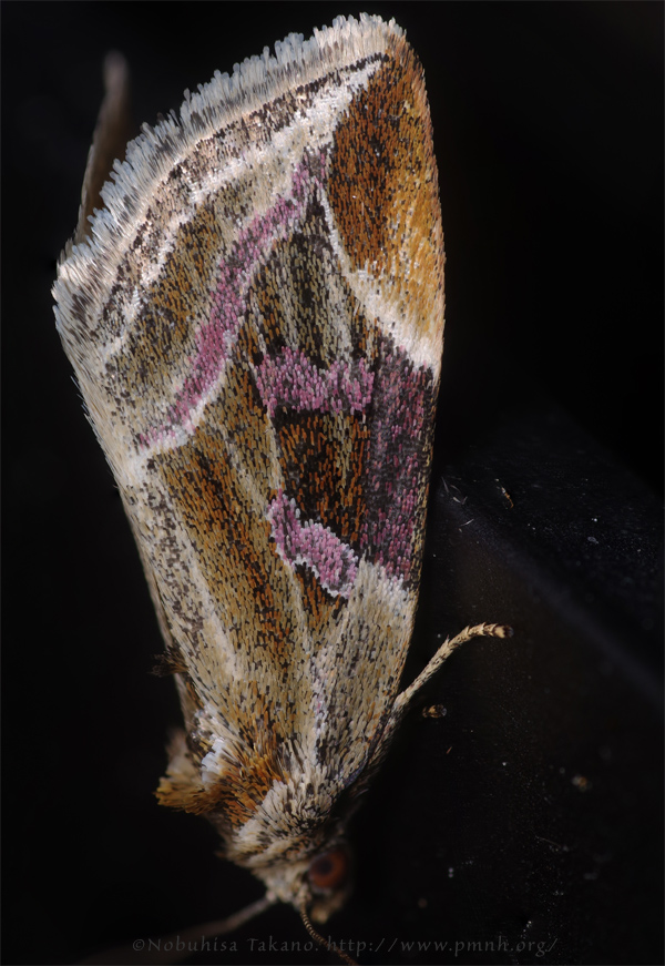 フタホシコヤガ - A Noctuid Moth - <i>Micardia pulchra</i>