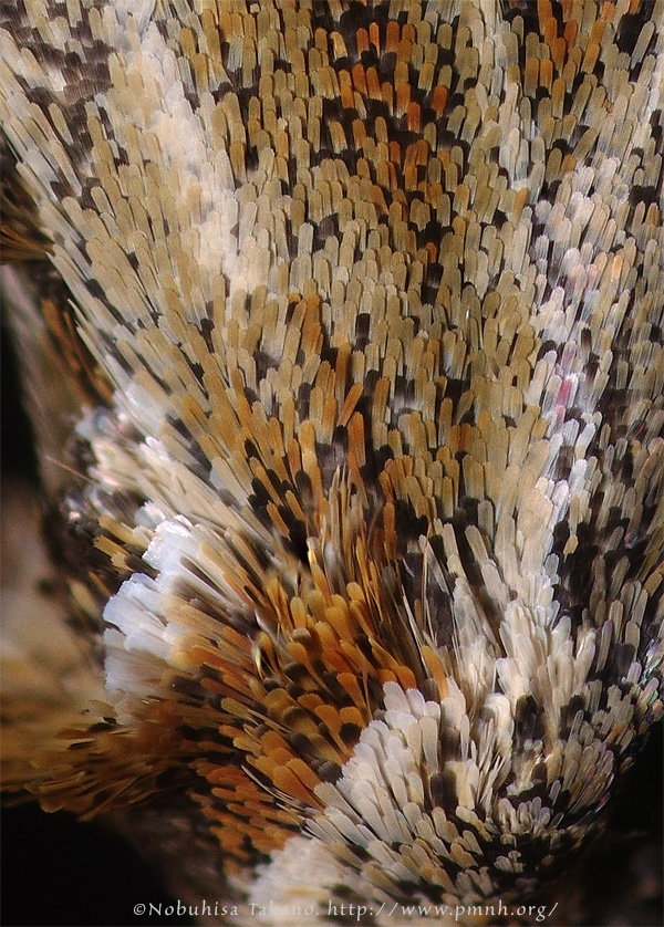 フタホシコヤガ - A Noctuid Moth - <i>Micardia pulchra</i>