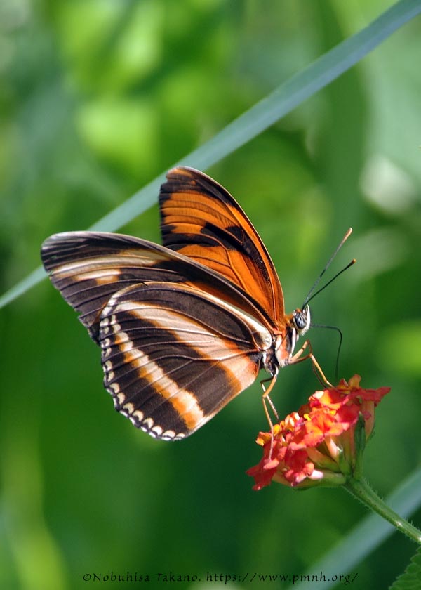 1708le_he_dryadula0455