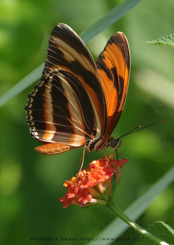 1708le_he_dryadula0460