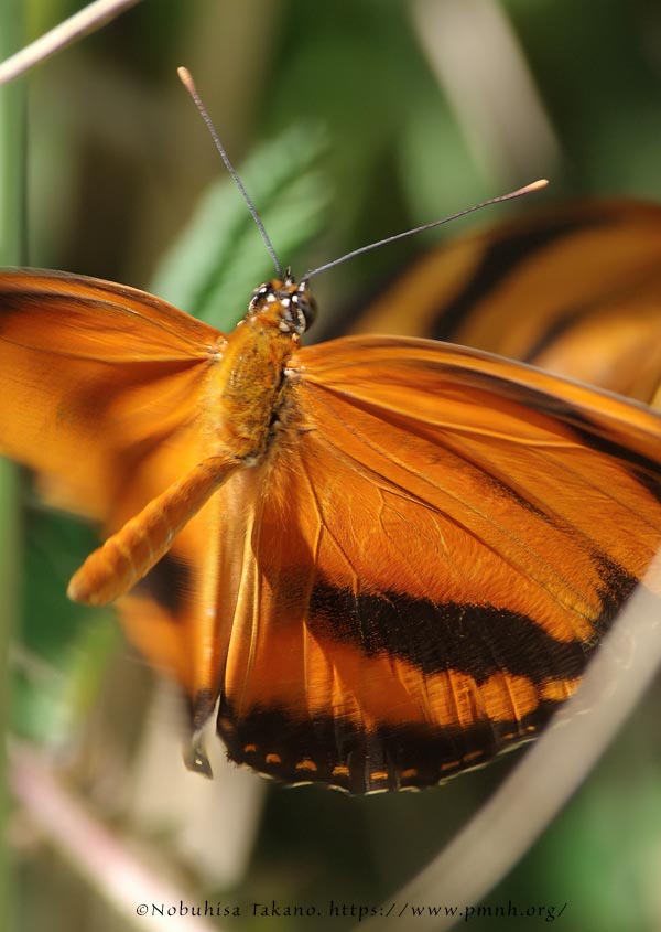 1708le_he_dryadula0514