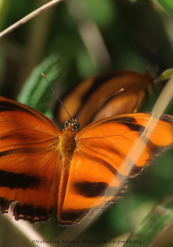 1708le_he_dryadula0515