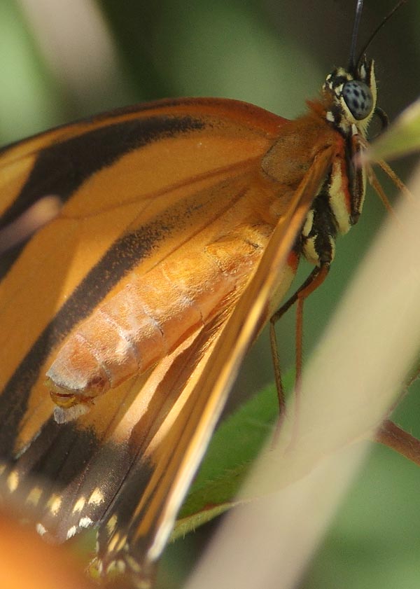 1708le_he_dryadula0518