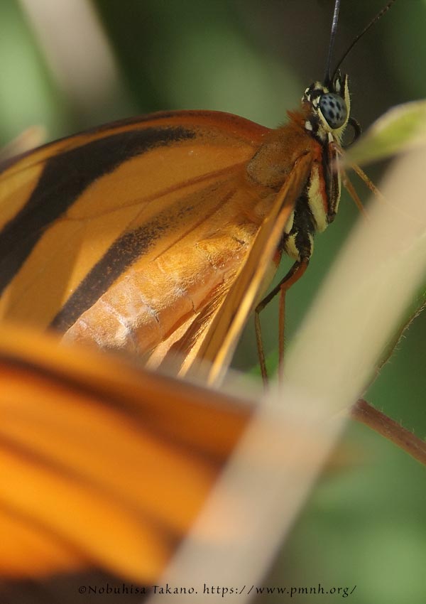 1708le_he_dryadula0519