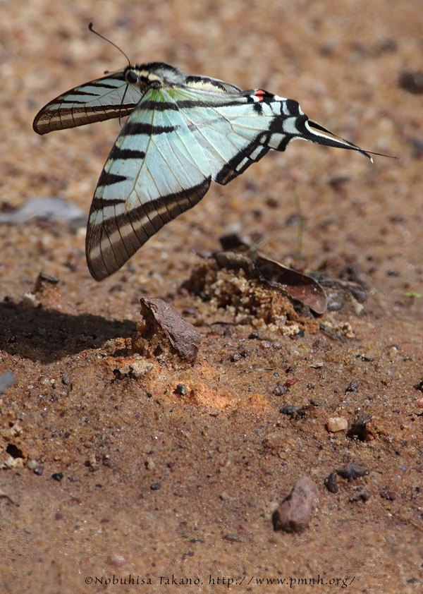 1708le_shortlinedkiteswallowtail9908