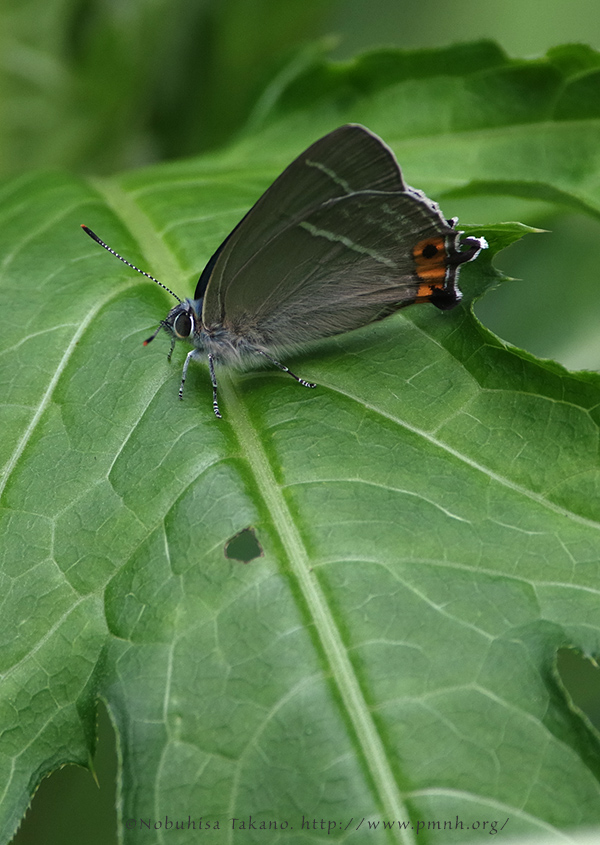 1907ezomidorishijimi1959